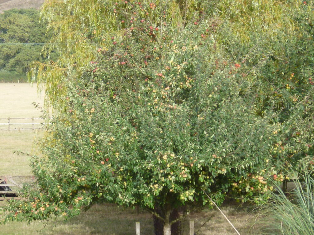Lumix Apples x10