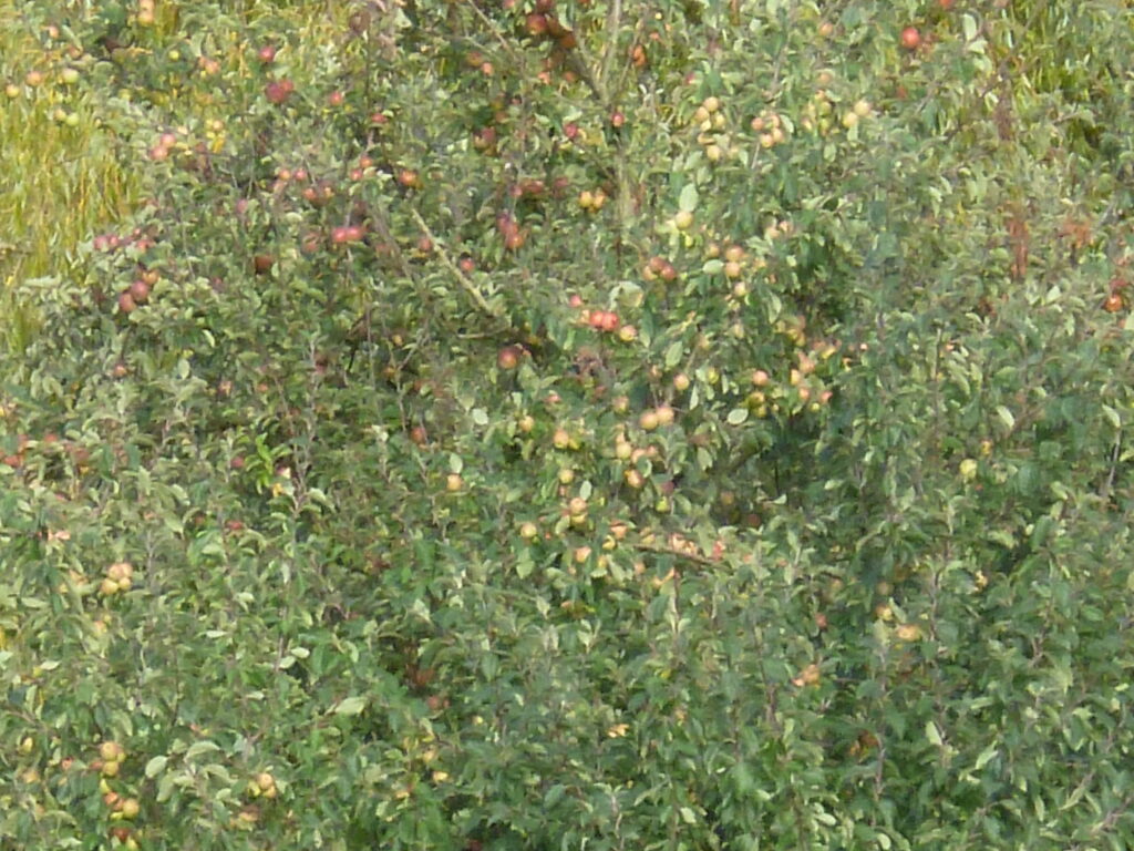 Lumix Apples x20