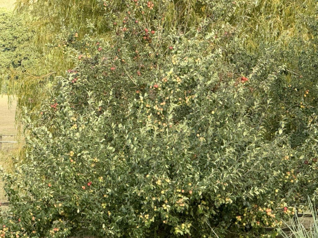 iPhone16pro Apples x10