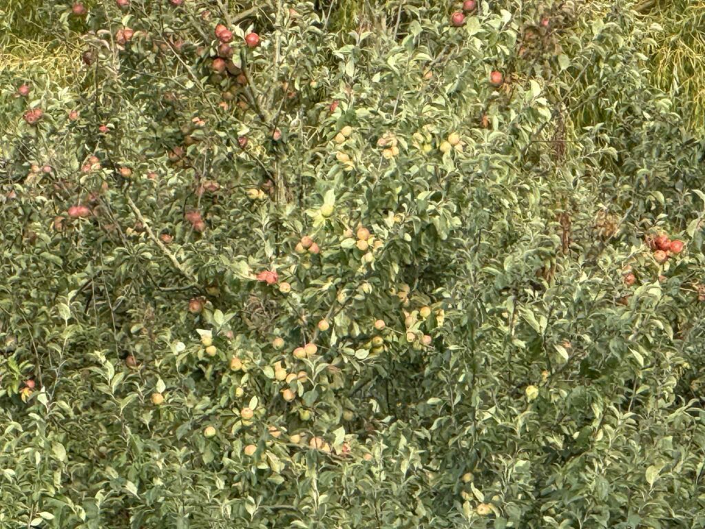 iPhone16pro Apples x2