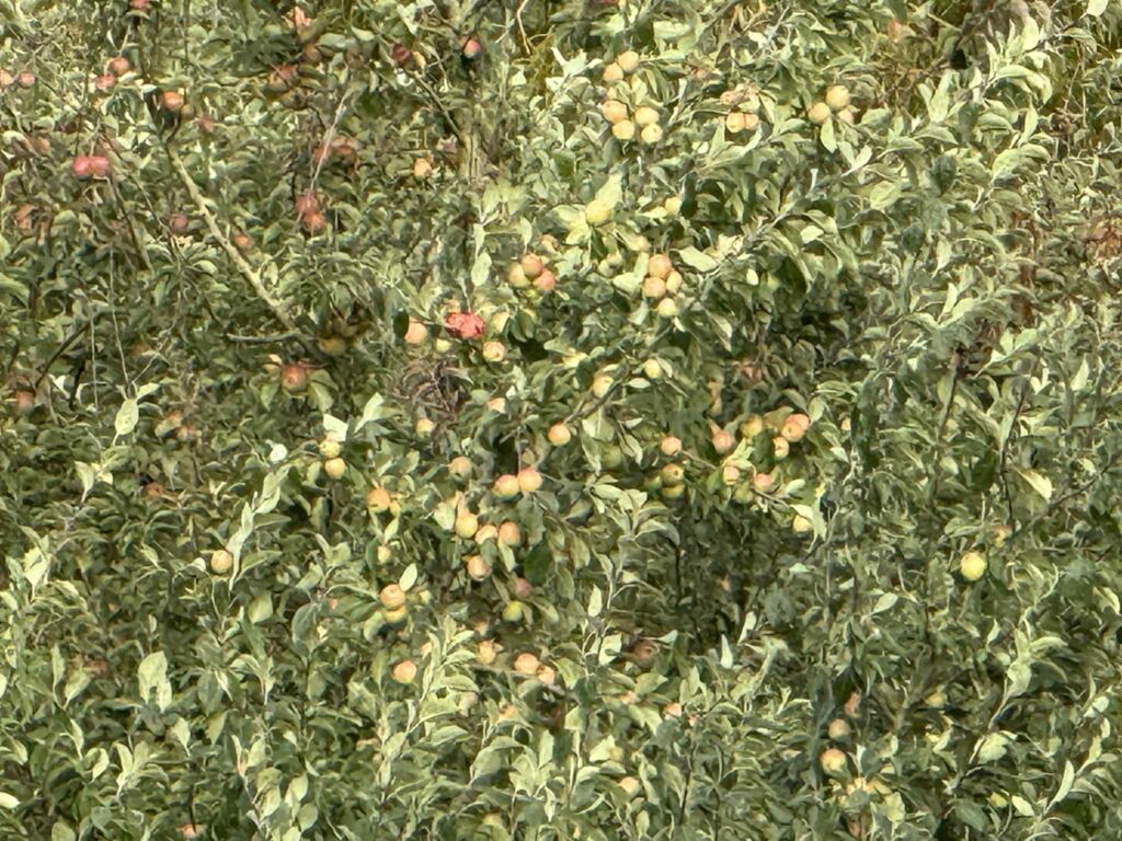 iPhone16pro Apples x25