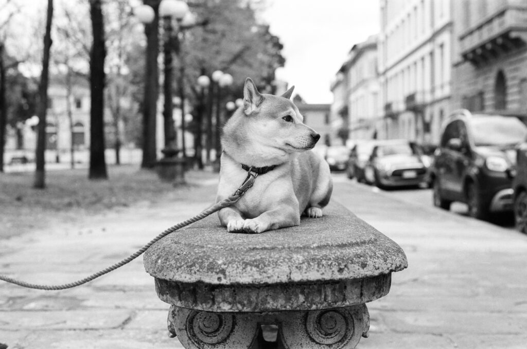Dog on bench