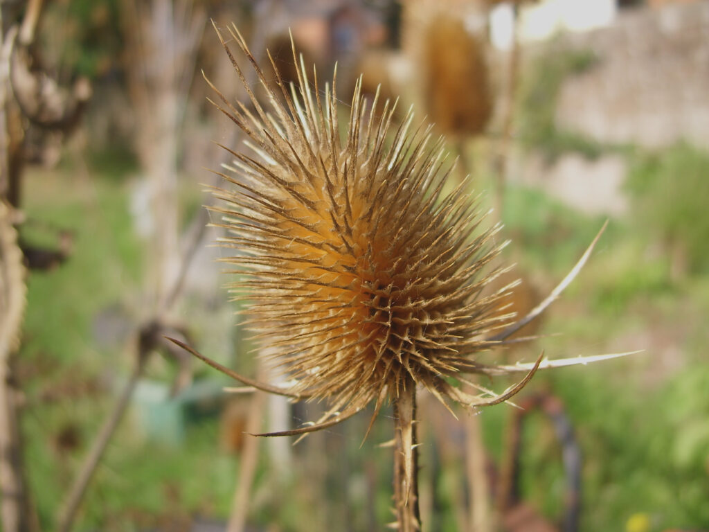 Seed Head in the Community Garden