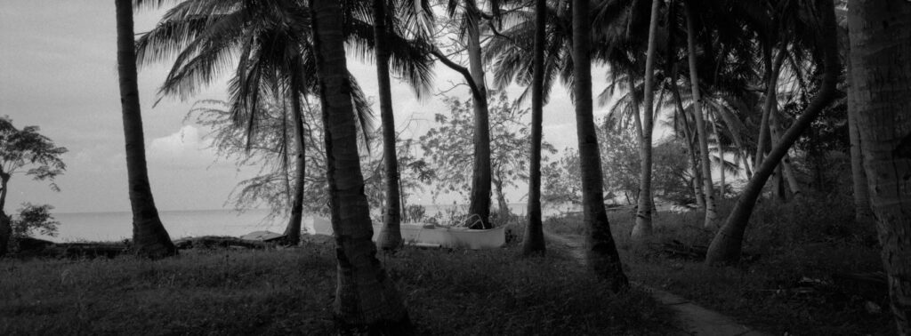 The ocean in the distance seen through the palm trees in black and white