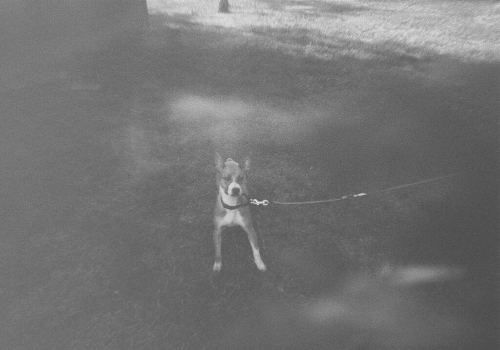 RUBY THE DOG
