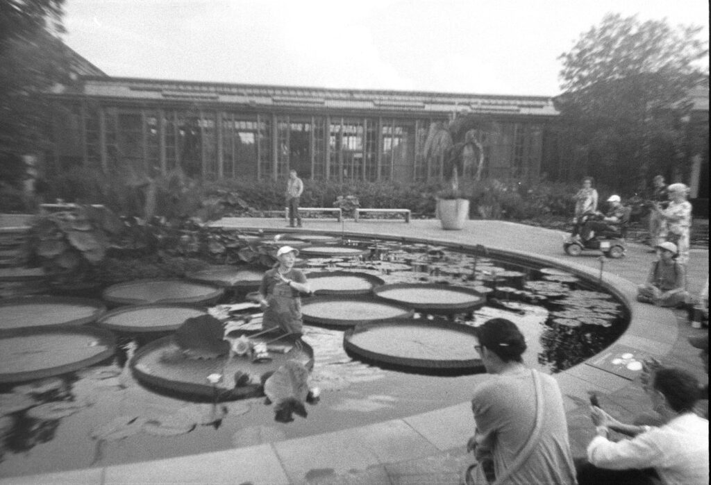 THE LILY POND