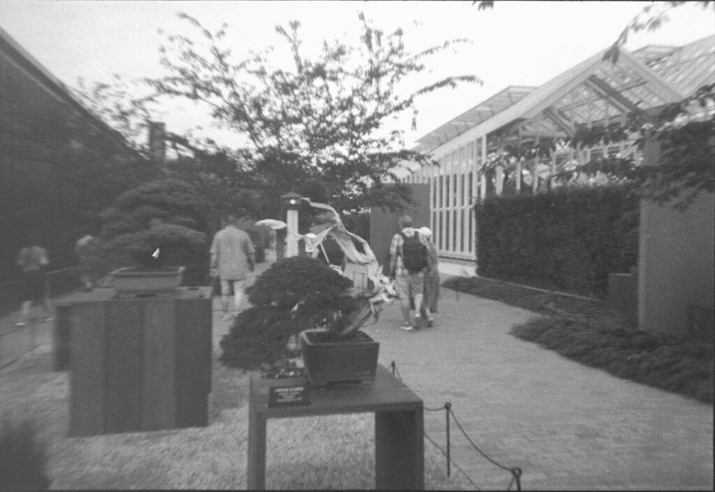 LONGWOOD BONSAI