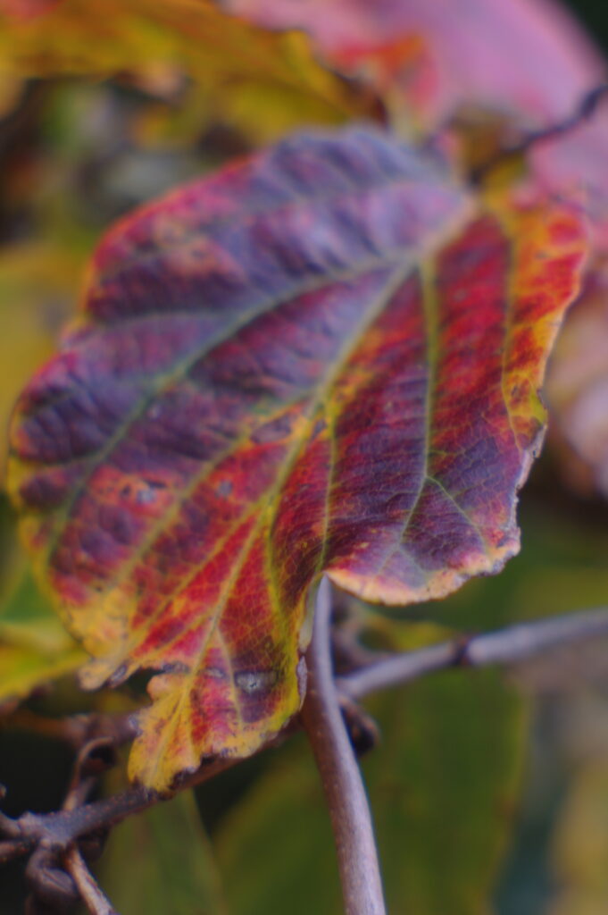 Photograph of Autumn Leaf