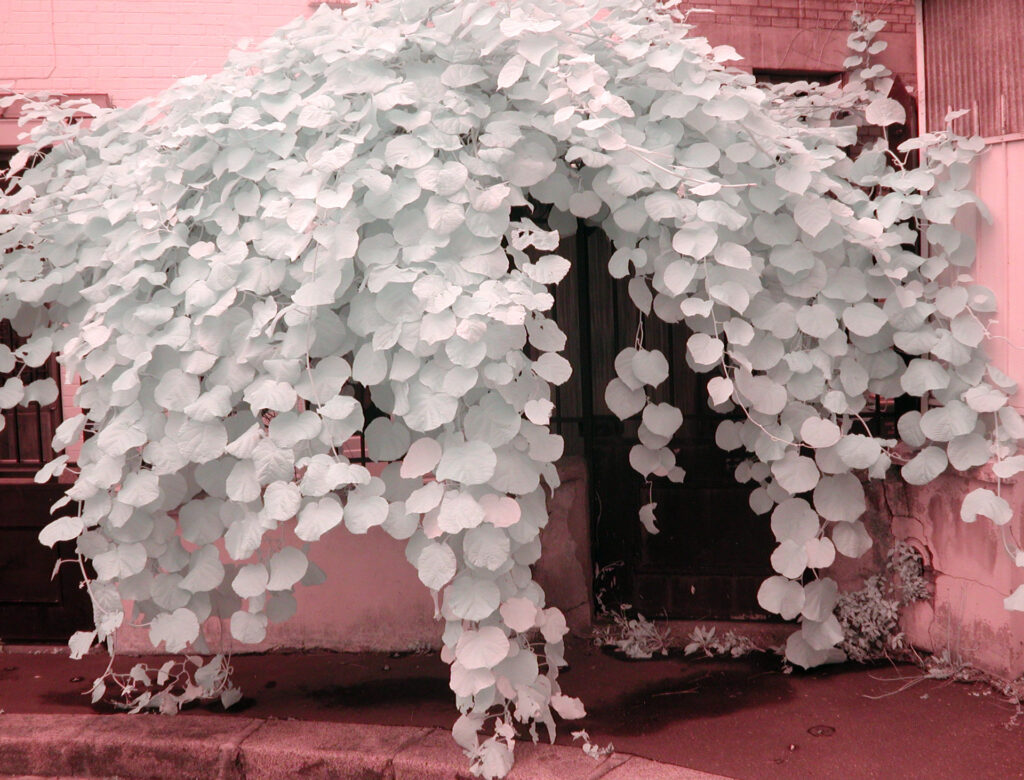Digital IR shot of a Paris house hiding behind cascading tree leaves