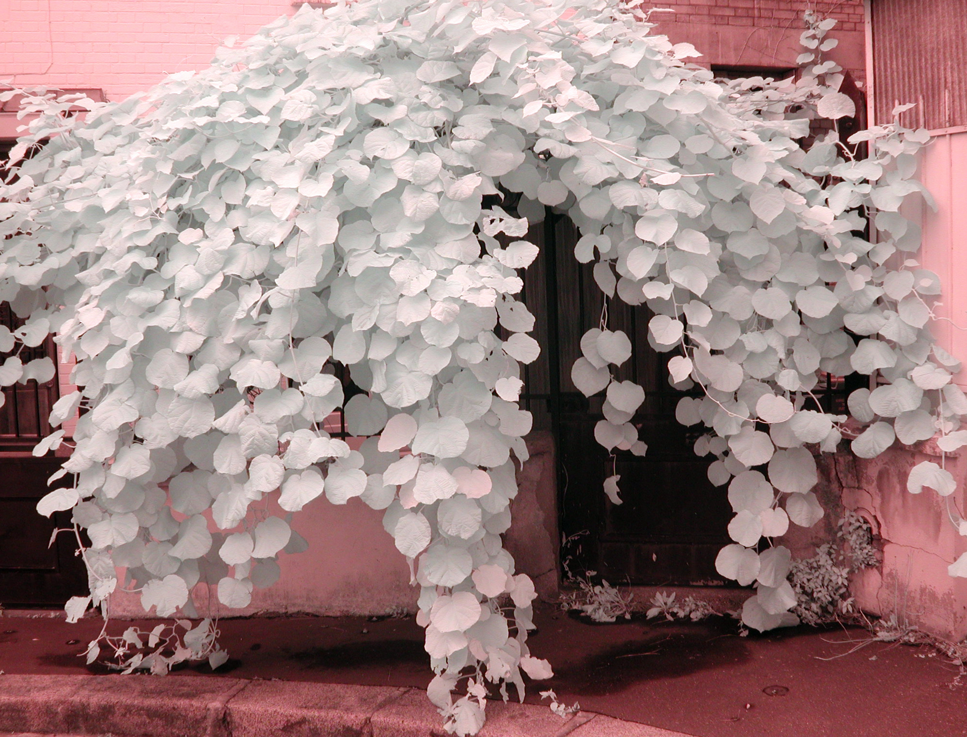 Digital IR shot of a Paris house hiding behind cascading tree leaves