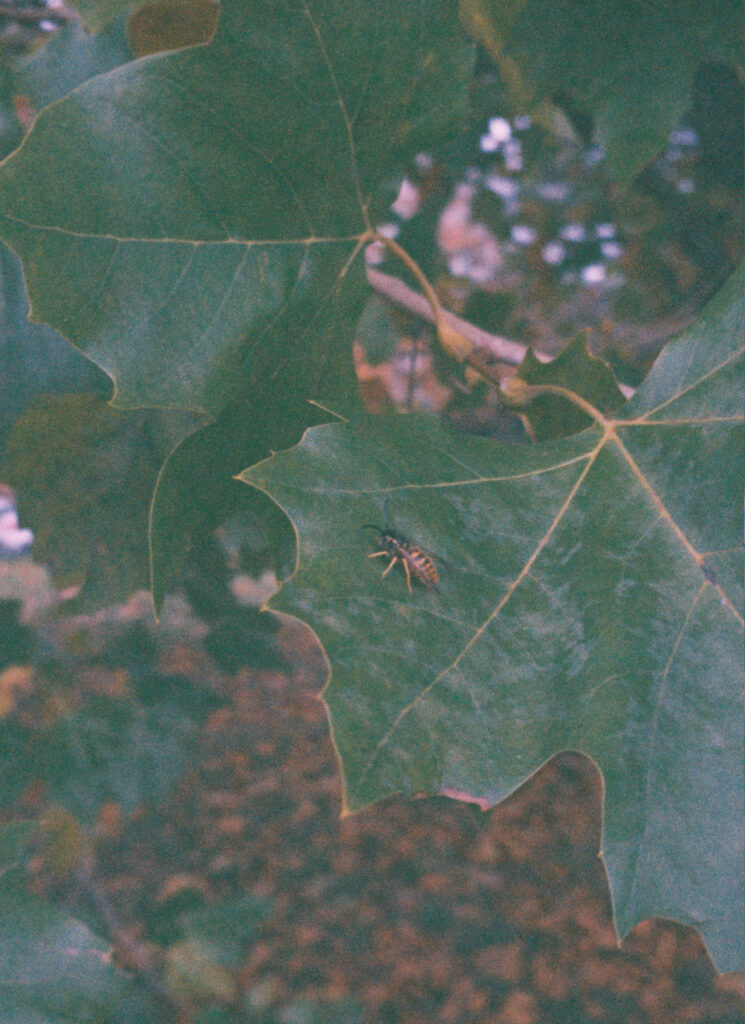 A photography of a wasp on a leaf in October 2025
