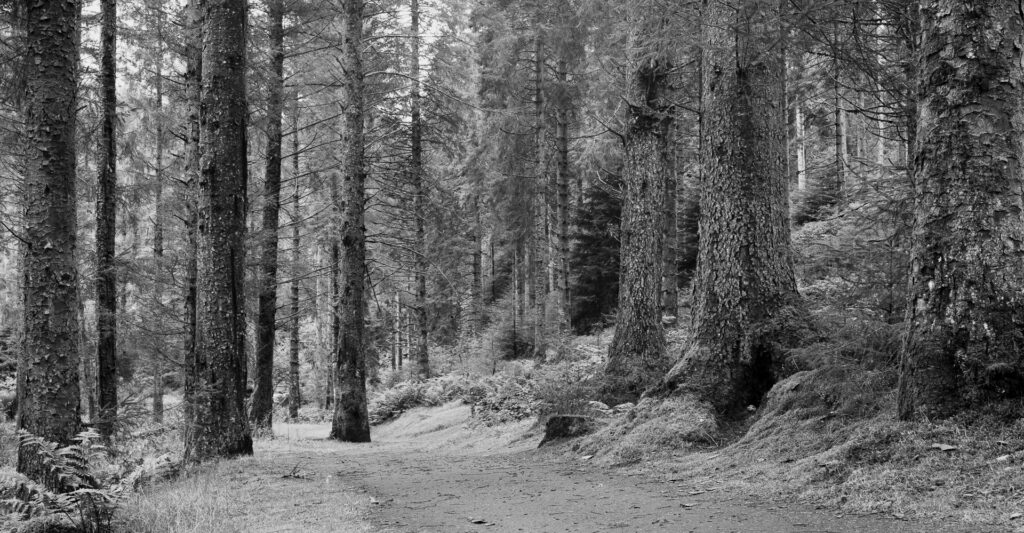 Path in the Hafren Forest