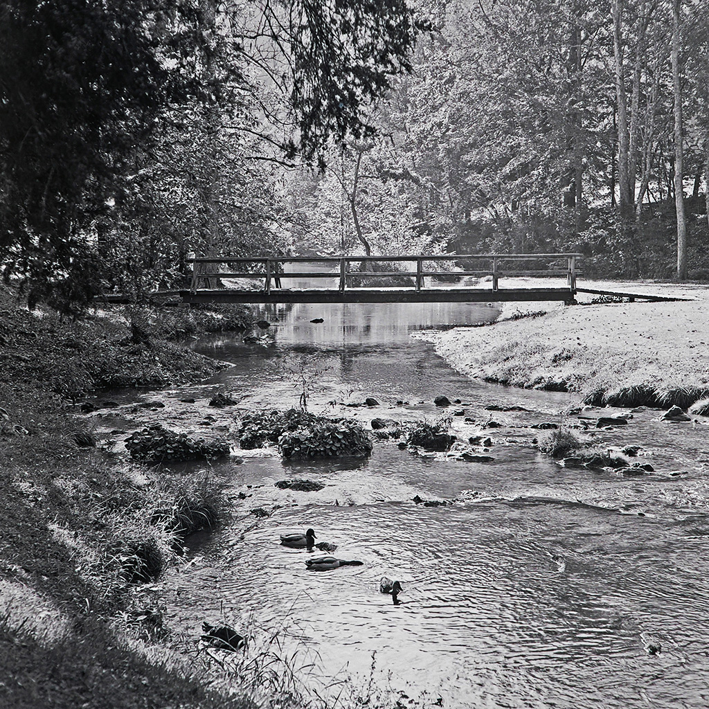 stream feeding Steele Creek Park