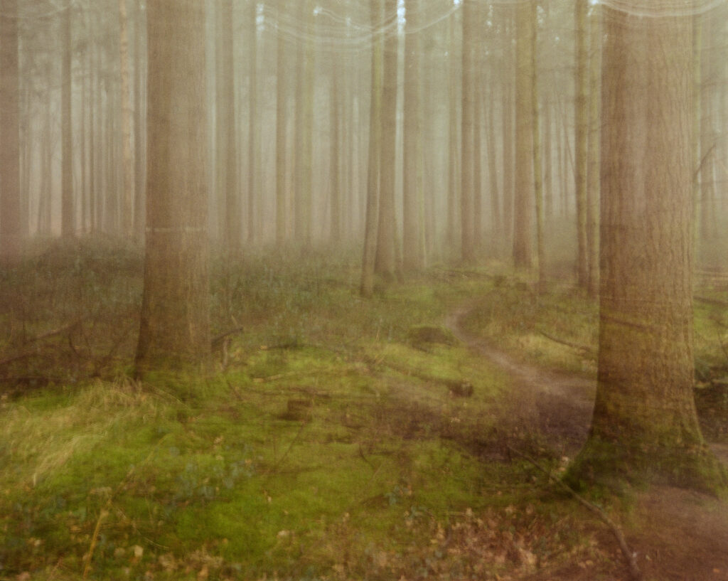 The Douglas Pine Family