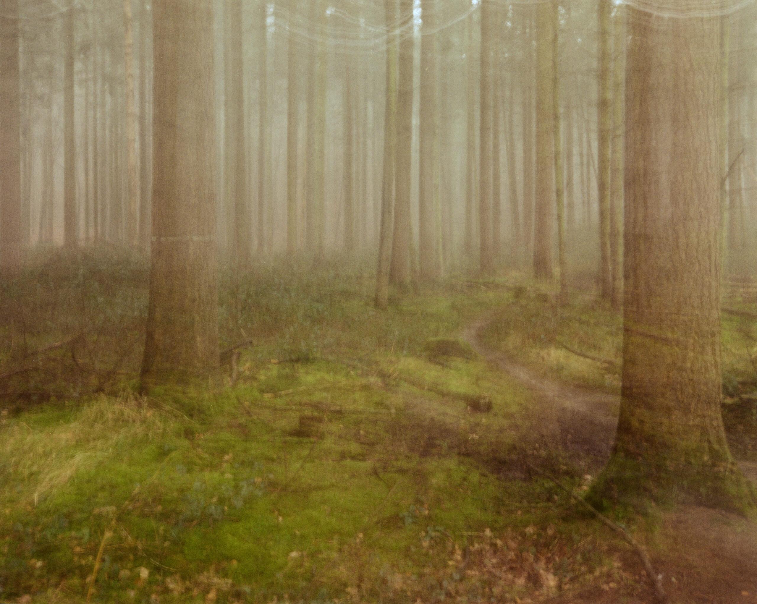 The Douglas Pine Family