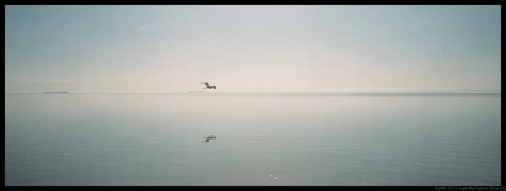 An image of a seagull flying over a flat body of water. Nothing is visible to the horizon.