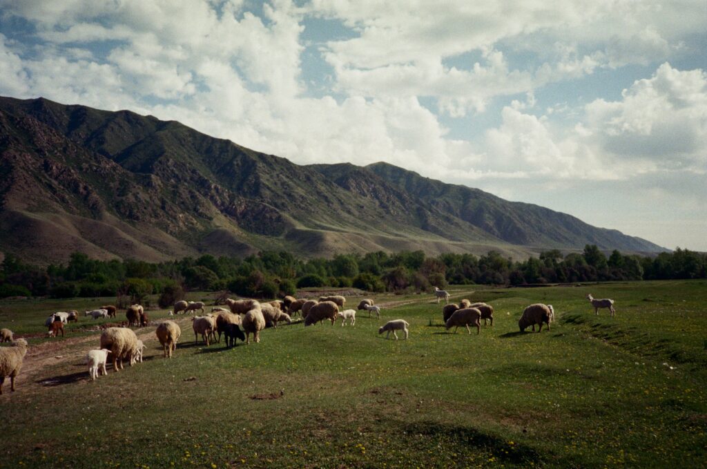 Meadows and Cliffs with Sheep grazing