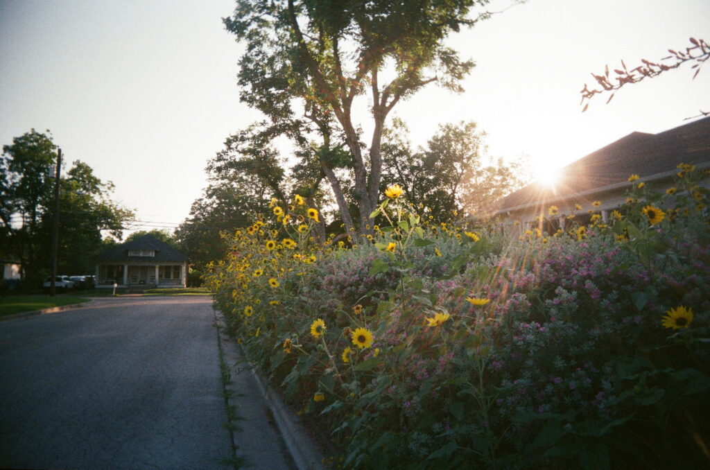 sunflowers with a sunflare taken on film with a plastic camera