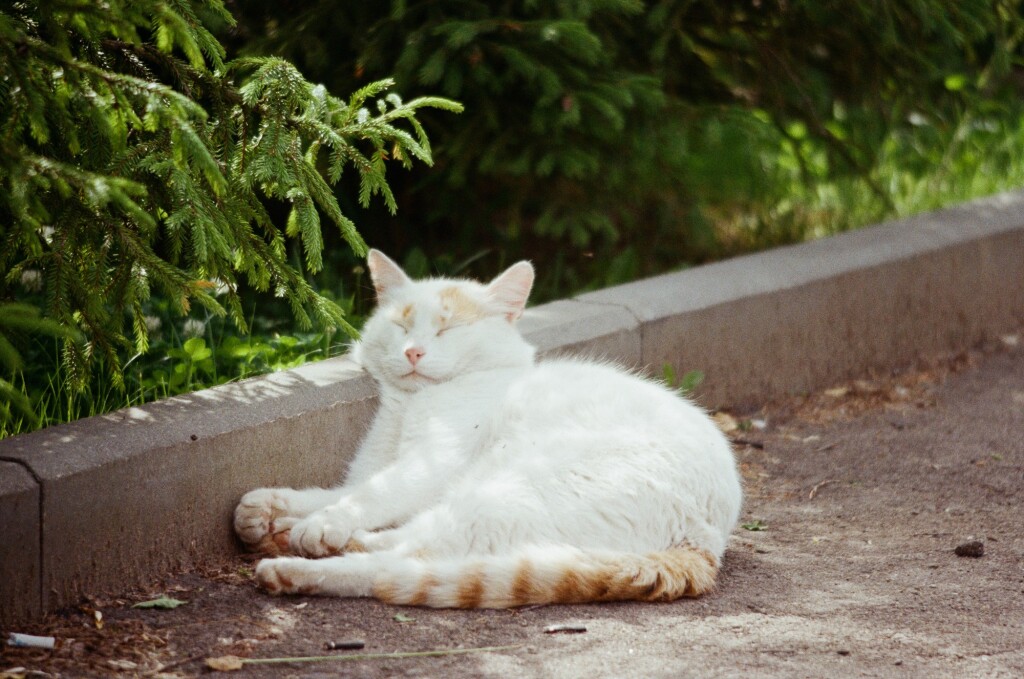 Sleeping cat under a pine