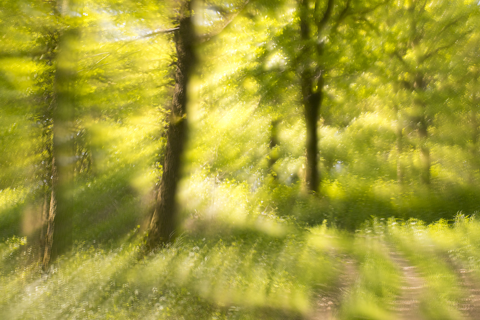 oak trees in a wood