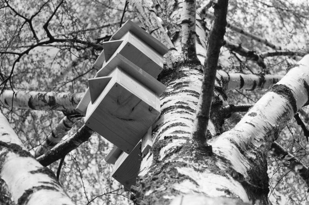 Birdhouse on a birch