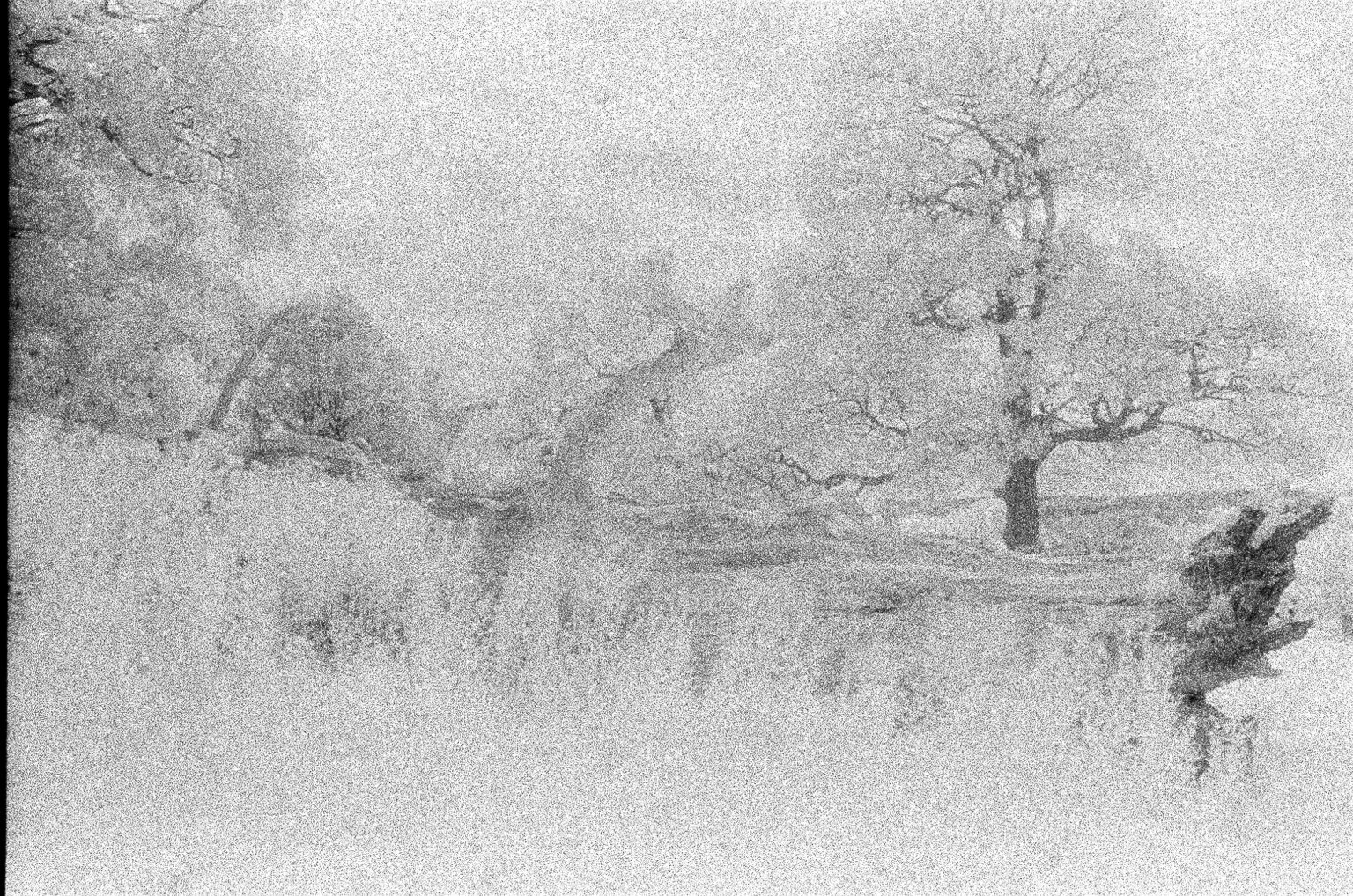 Konica Infrared 750nm - Experimenting with Expired Infrared Film - 35mmc