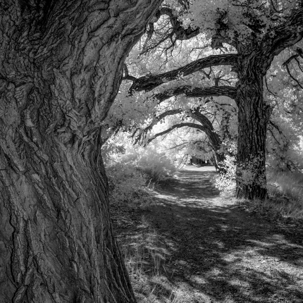 Infrared view of cottonwood tress over path at El Rancho de Las Golondrinas museum, Santa Fe, NM.