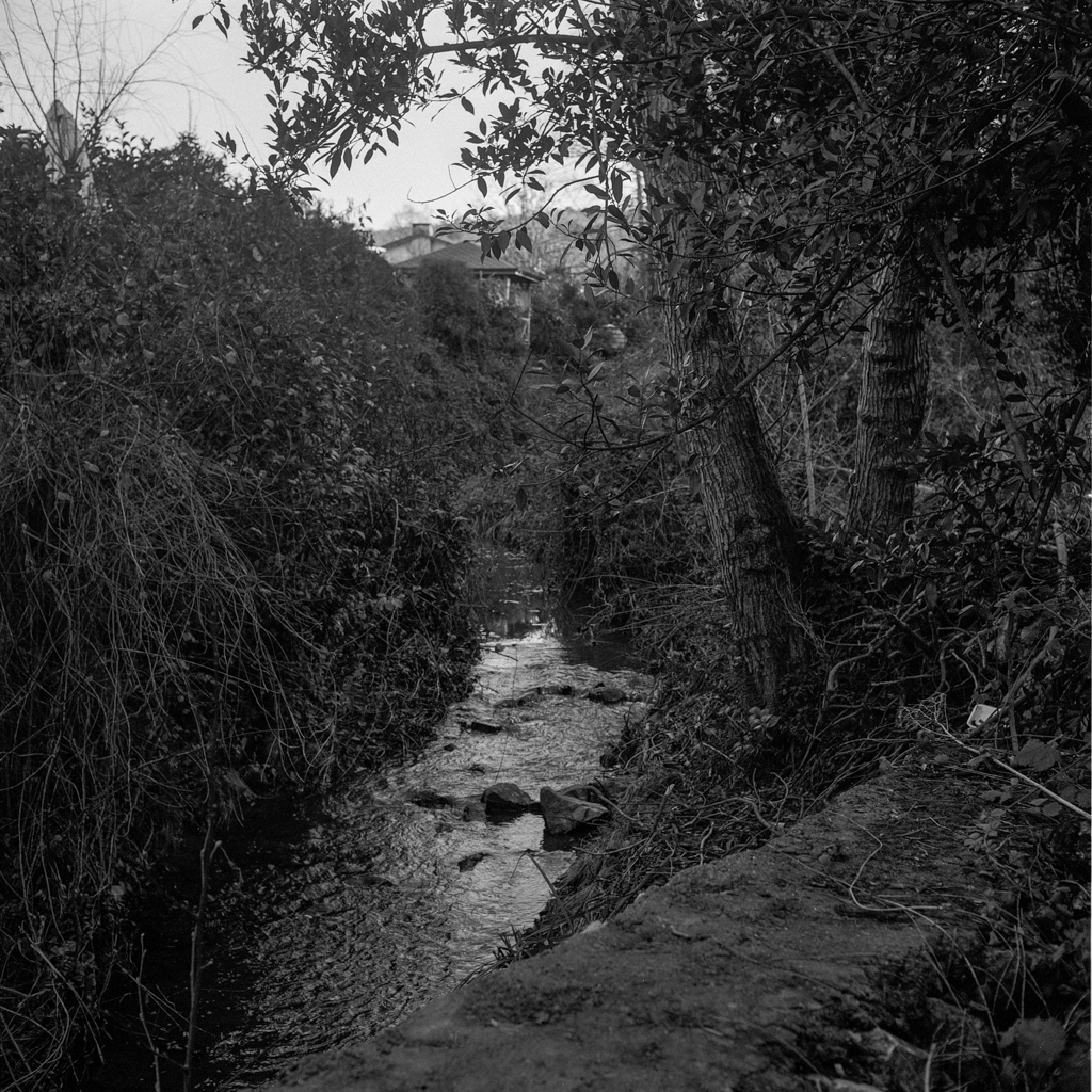 Creek surrounded by trees
