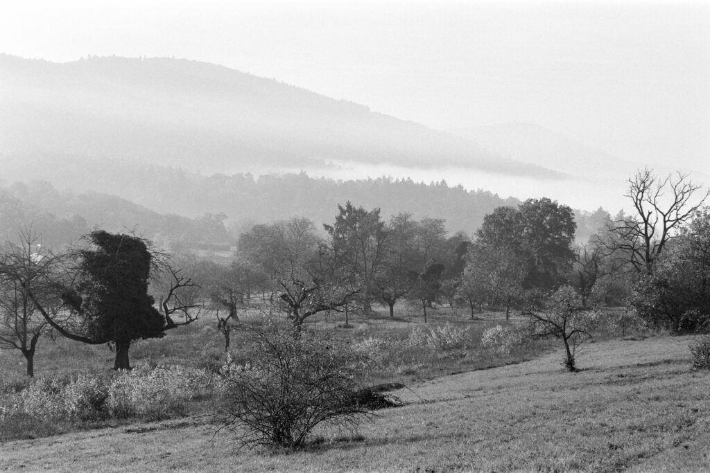 Nikon F2 - Zeiss Planar 85/1.4 - Ilford Pan F+