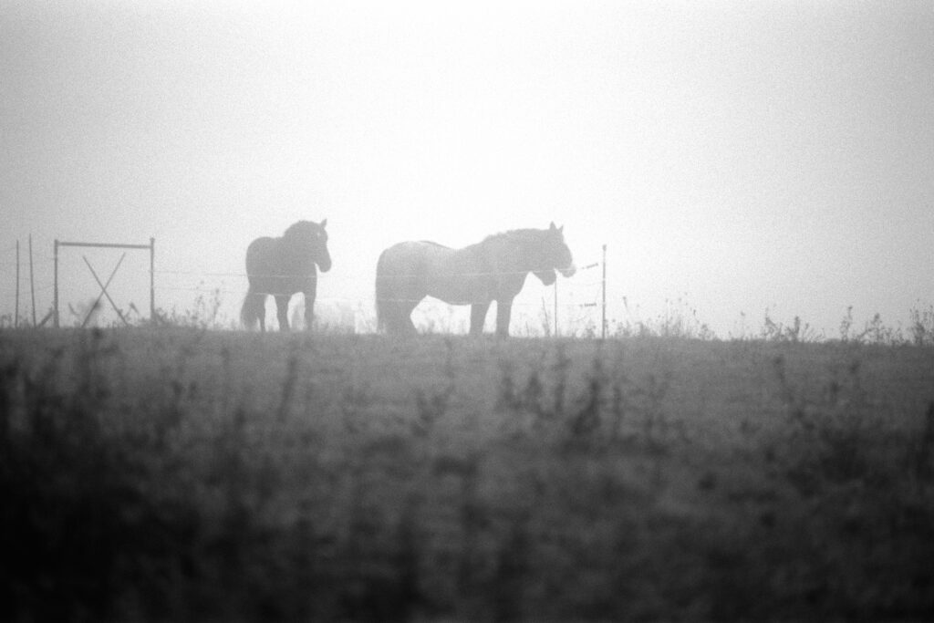 Nikon F2 - Zeiss Planar 85/1.4 - Ilford Pan F+