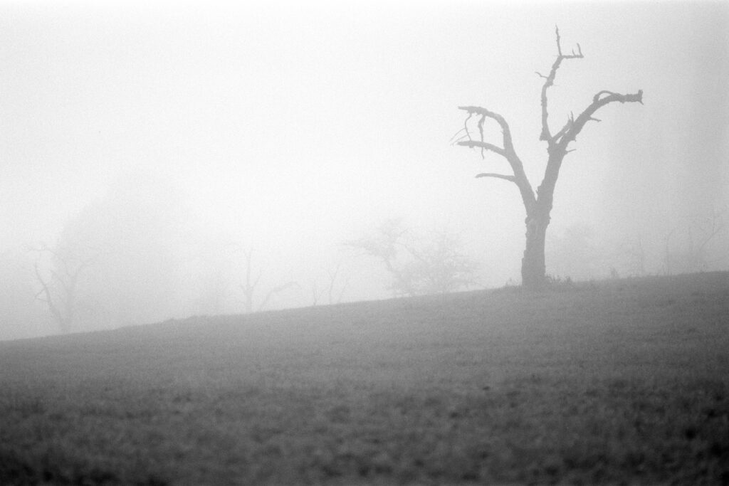Nikon F2 - Zeiss Planar 85/1.4 - Ilford Pan F+