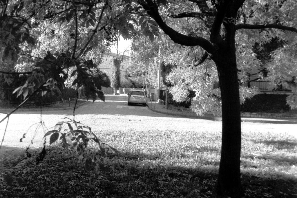 An intersection on a suburban street in Padua, with a tree in the foreground having low-hanging branches and many leaves.