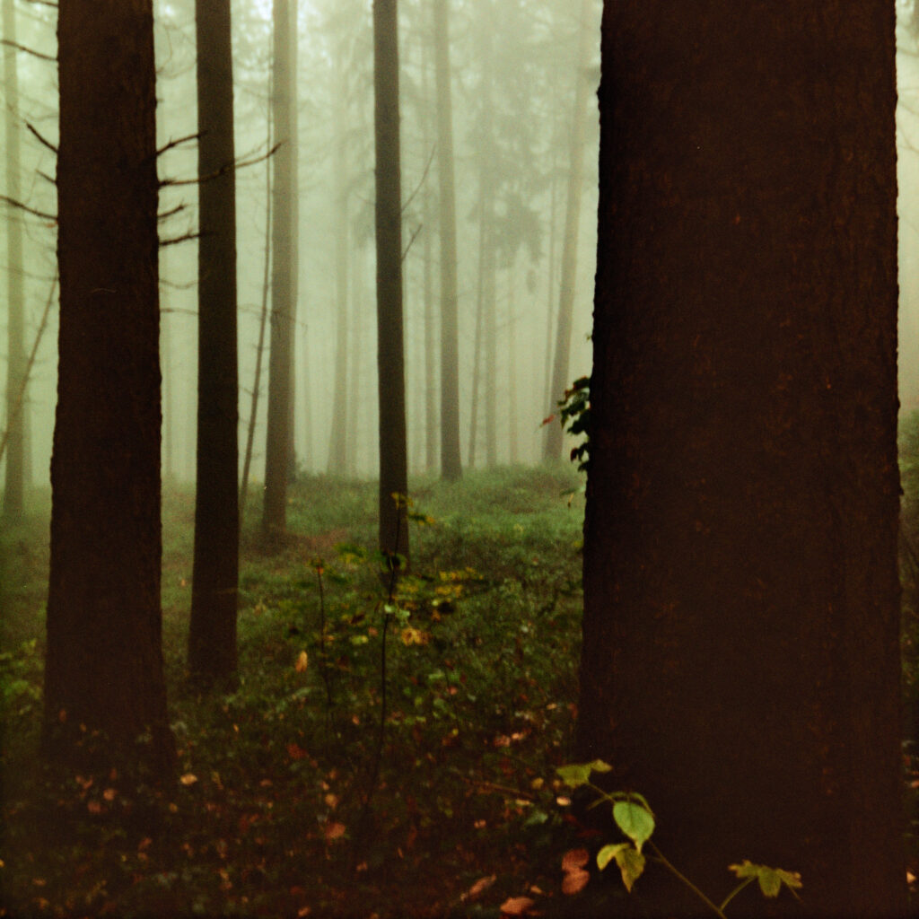 Rolleiflex 3.5F - Harman Phoenix 200 version 1