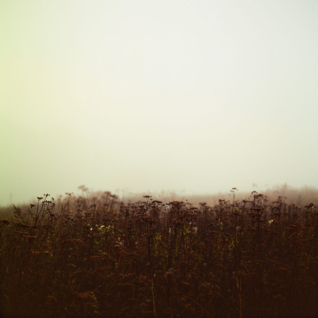 Rolleiflex 3.5F - Harman Phoenix 200 version 1