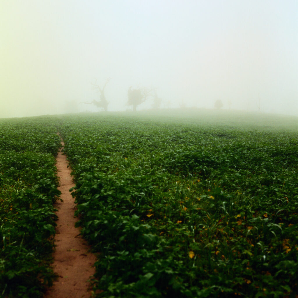 Rolleiflex 3.5F - Harman Phoenix 200 version 1