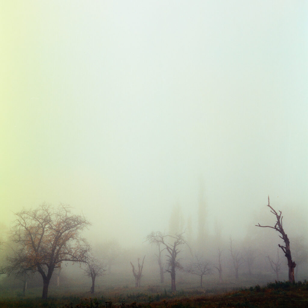 Rolleiflex 3.5F - Harman Phoenix 200 version 1