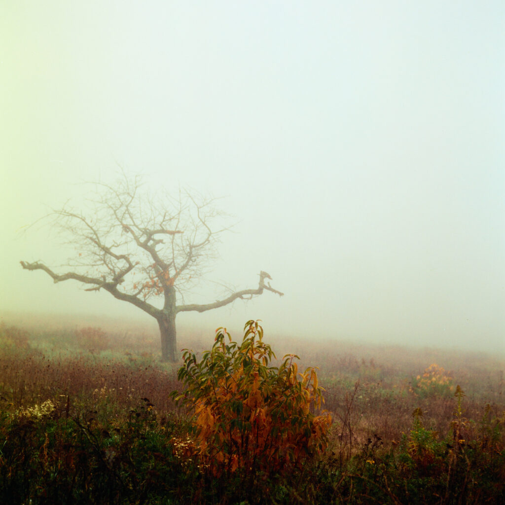 Rolleiflex 3.5F - Harman Phoenix 200 version 1