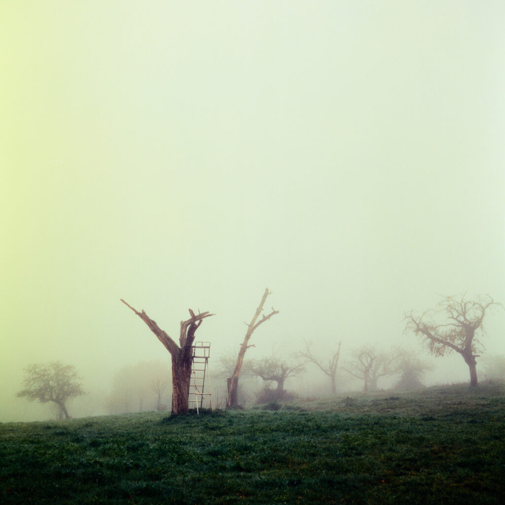 Rolleiflex 3.5F - Harman Phoenix 200 version 1