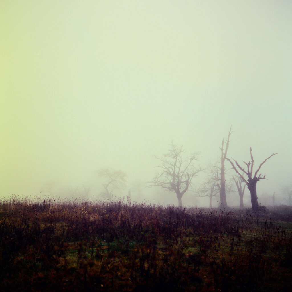 Rolleiflex 3.5F - Harman Phoenix 200 version 1