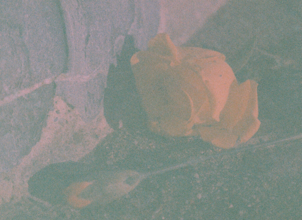 A yellow rose laid under the Teignmouth beach sea wall.