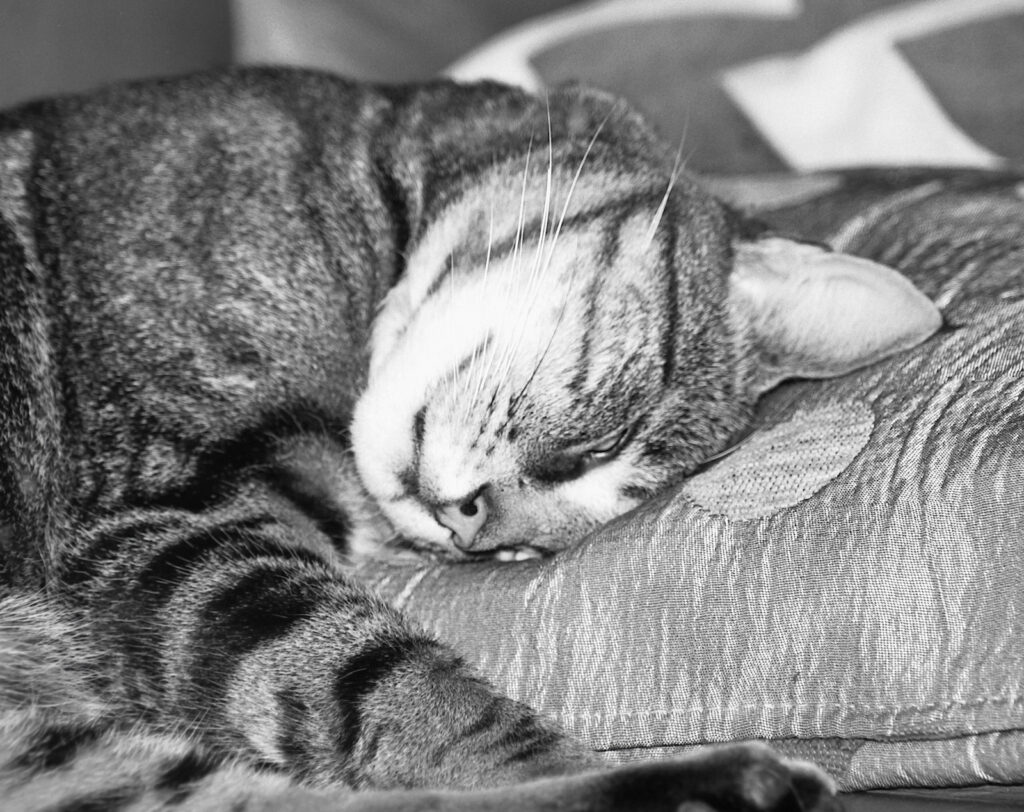 It’s a hard life being a cat.