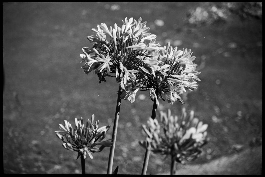 Agapanthus in bloom.