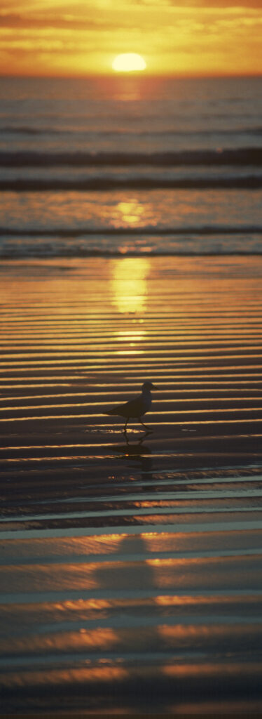 Sunset and Pacific gull
