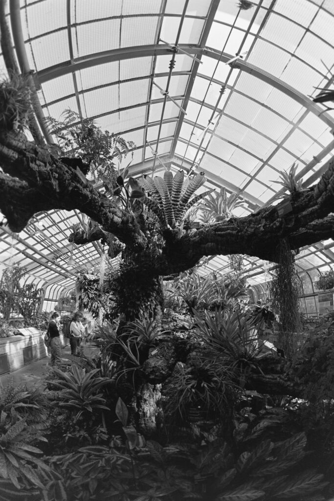 Black and White Plants