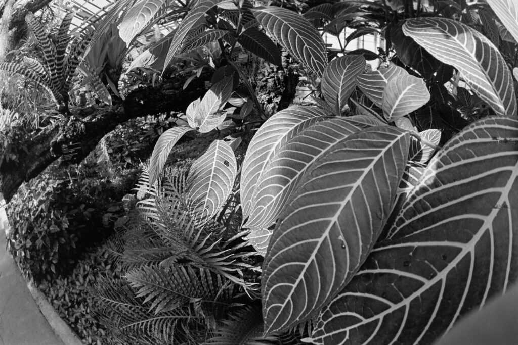 Black and white plants