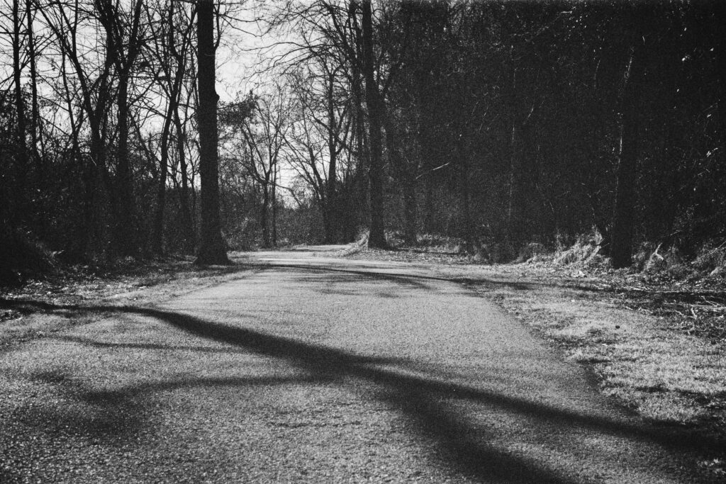 Pathway with tree shadows on the concrete walkway