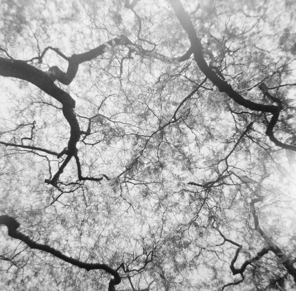 Tree canopy providing some shade in summer