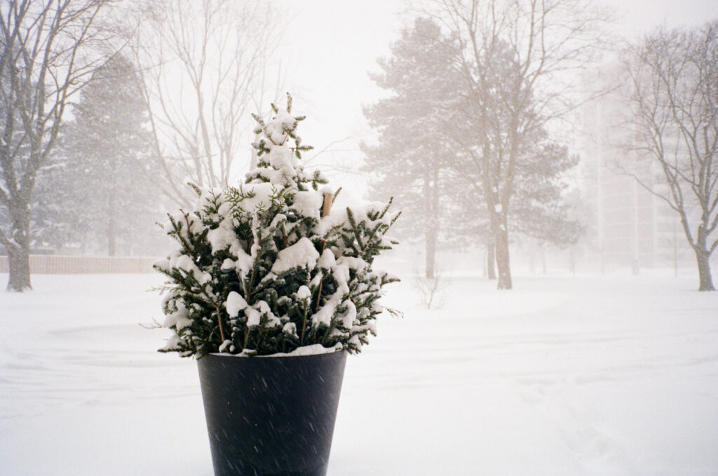 Potted shrub covered in snow