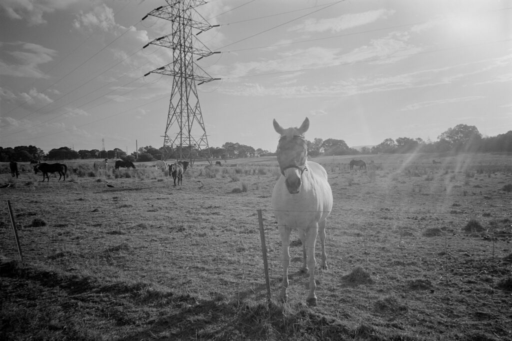 Black and white photo of a white horse standing in a field at a wire fence, looking at the camera. There are other horses in the background and a large high-voltage transmission line tower. There is some flaring across in the image from the sun directly hitting the front of the lens.