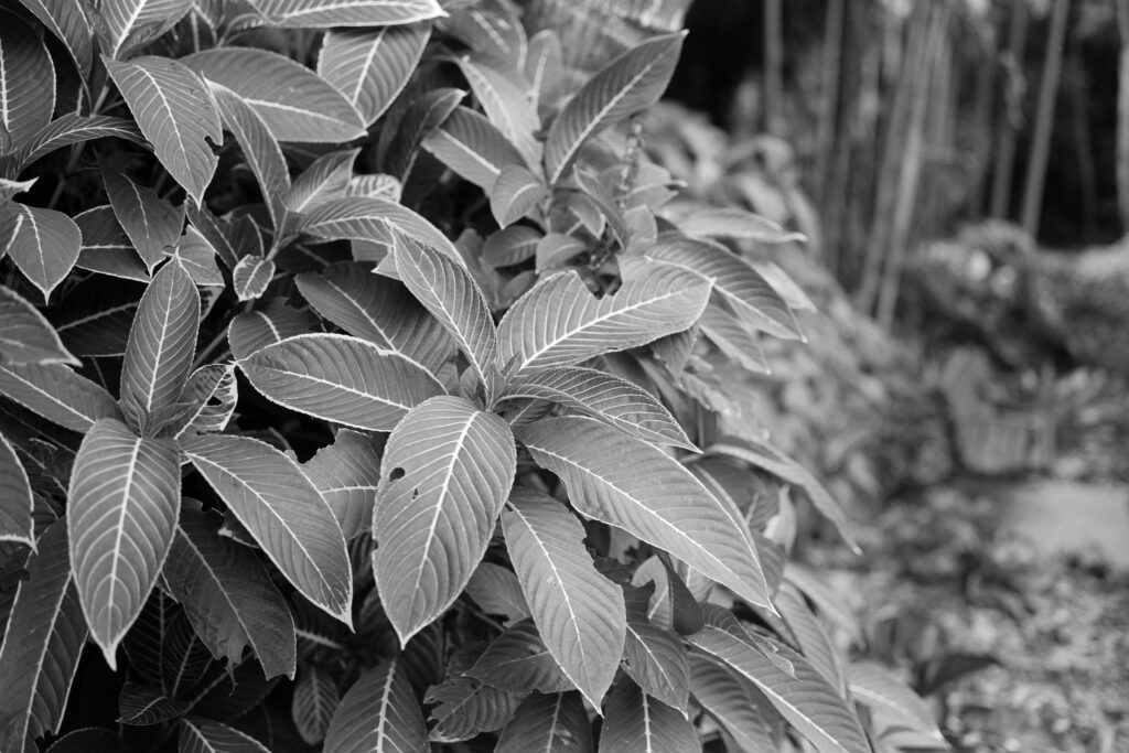 Sanchezia (GW690)